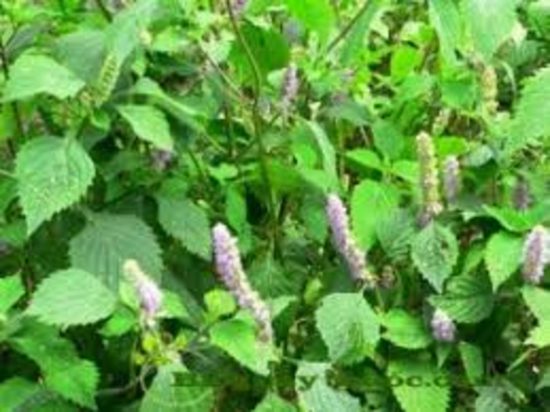 Dorafoods-hoắc hương2 (2)