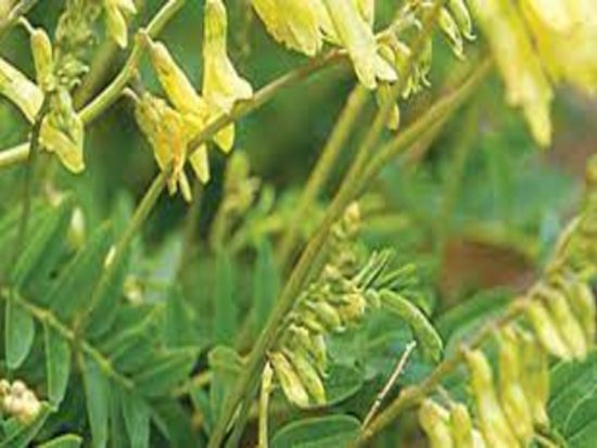 Dorafoods-hoàng kỳ2 (1)