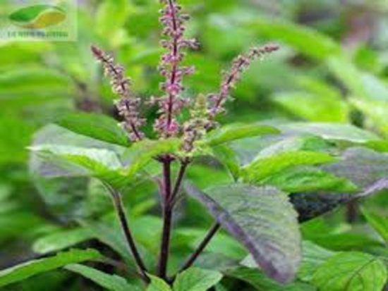 Dorafoods-hương nhu2 (1)