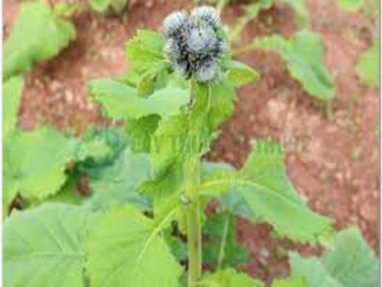 Dorafoods-mộc hương2 (1)