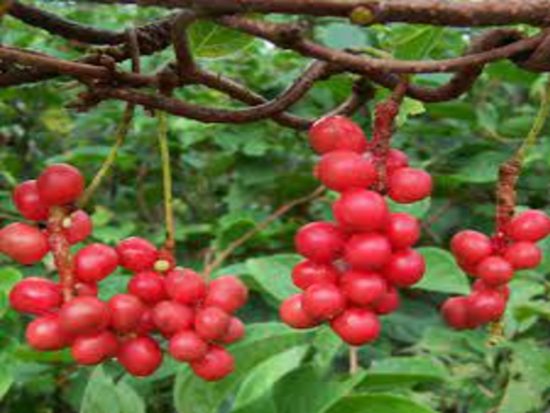 Dorafoods-ngũ vị tử2 (1)