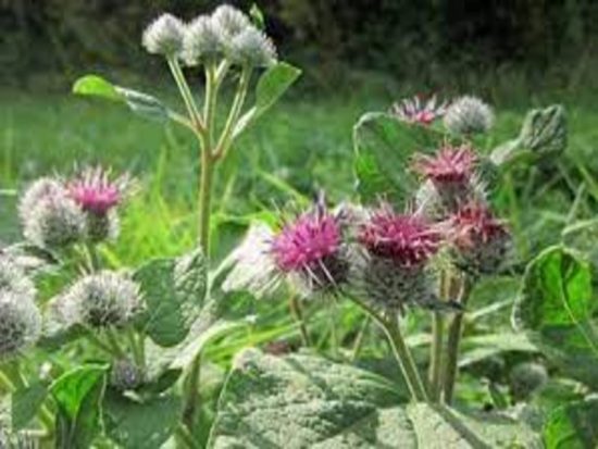 Dorafoods-ngưu bàng2 (1)