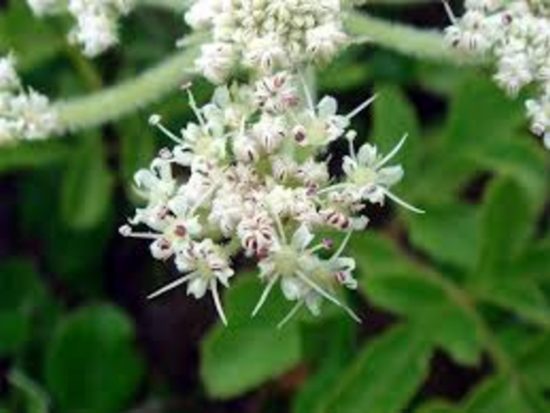 Dorafoods-sa sâm2 (1)