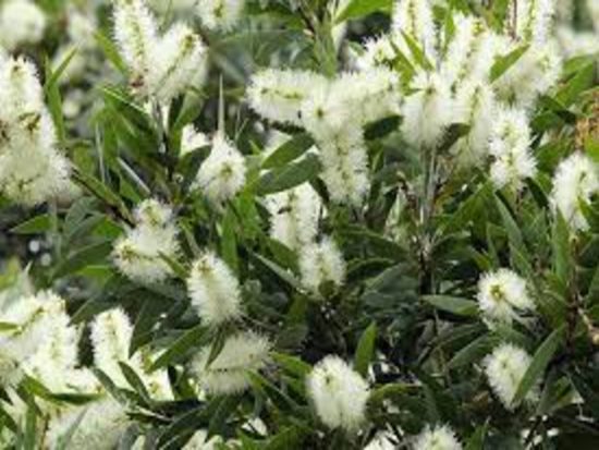 Dorafoods – tràm2 (1)