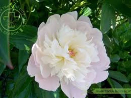 dorafoods-anh-dai-dien-bach-thuoc