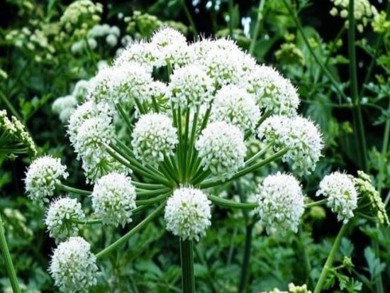 dorafoods-cay-bach-chi-3