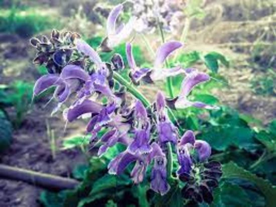 dorafoods-dan-xam2 (1)