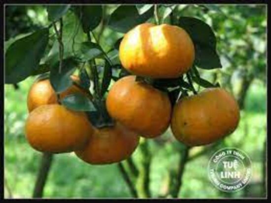 Dorafoods-trần bì2 (1)