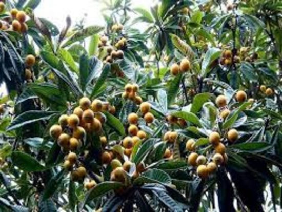 Dorafoods-tỳ bà diệp2 (1)