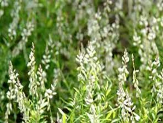 Dorafoods-viễn chí2 (1)