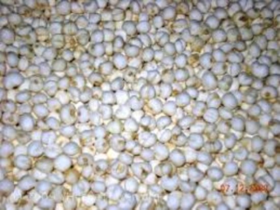 Dorafoods-xuyên bối mẫu2 (1)