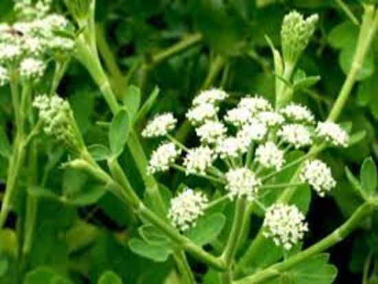 dorafoods-tien-ho (1)