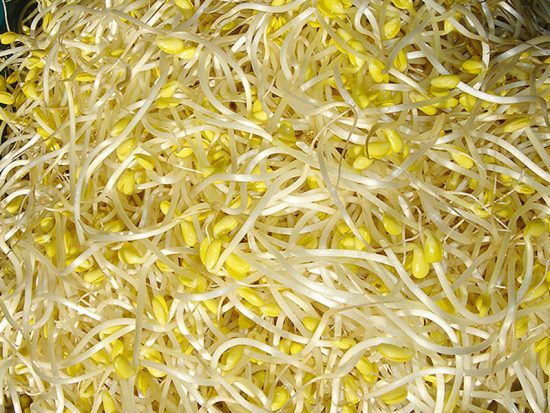 Giá-đỗ-tương Giá-đỗ-tương